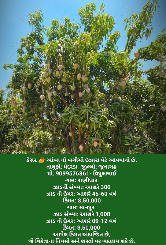 કેસર 🥭 આંબા નો...