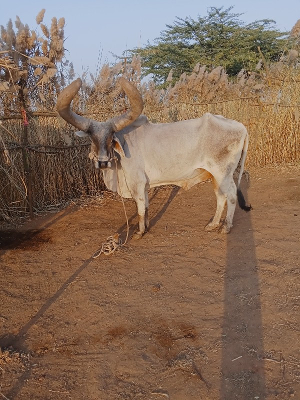 હાલતાં ગોડલા લે...