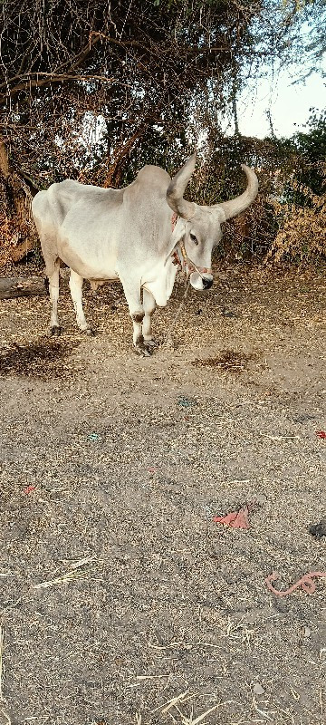 બળદ