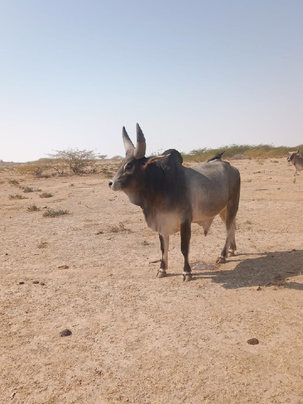 વઢીયારો આખું વે...