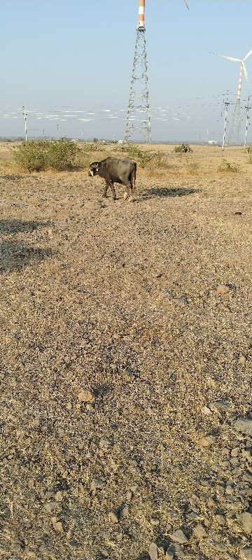 દાવ પાડો લેવા ન...