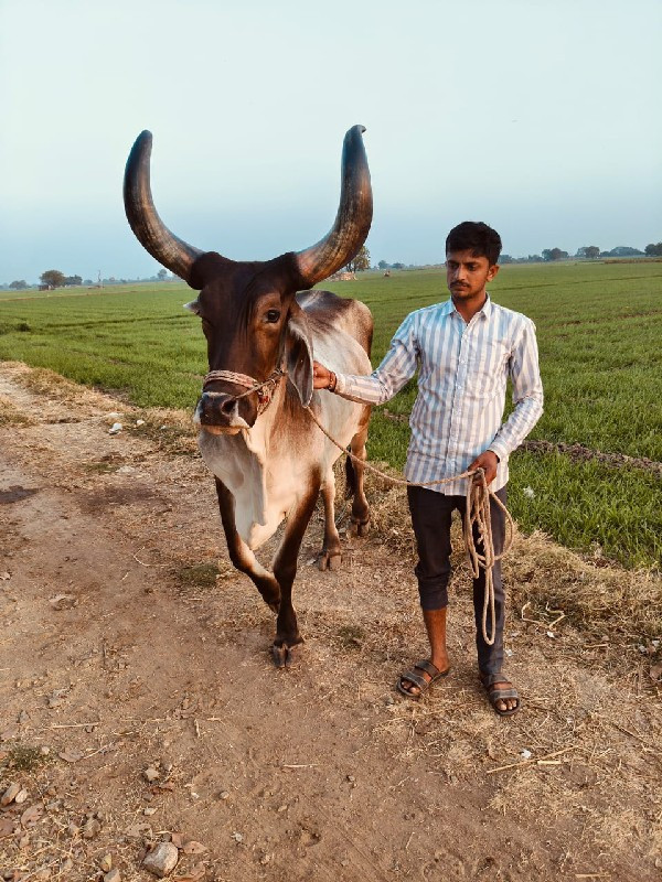 બે  બાળદ વેચવાન...