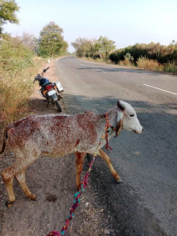 હા