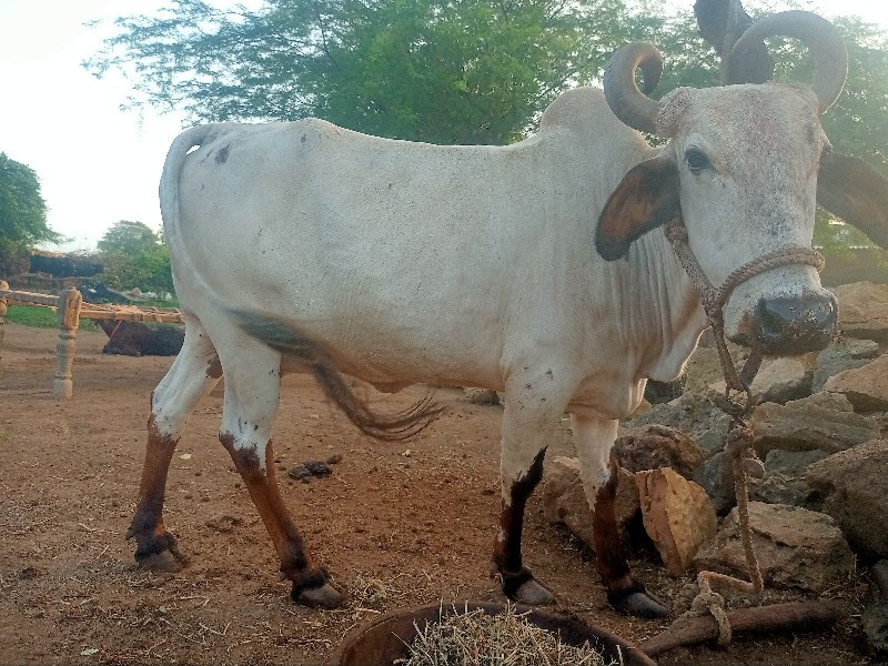 આ ગાય વેચવાની છ...