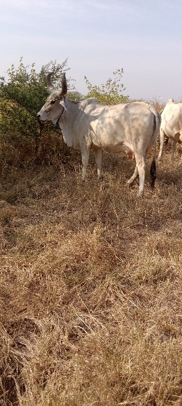 ગાય વેચવાનીછે ત...