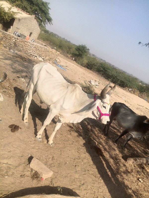 એક વઢીયાર ગોદડુ...