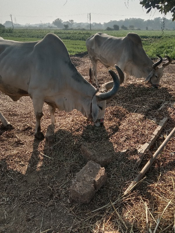 બરધ વેચવાના છે