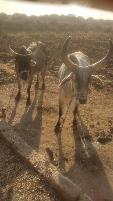 ગોઢલા વેચવાના છ...