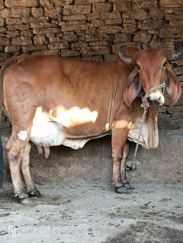 ગીર ગાય વેચવાની...