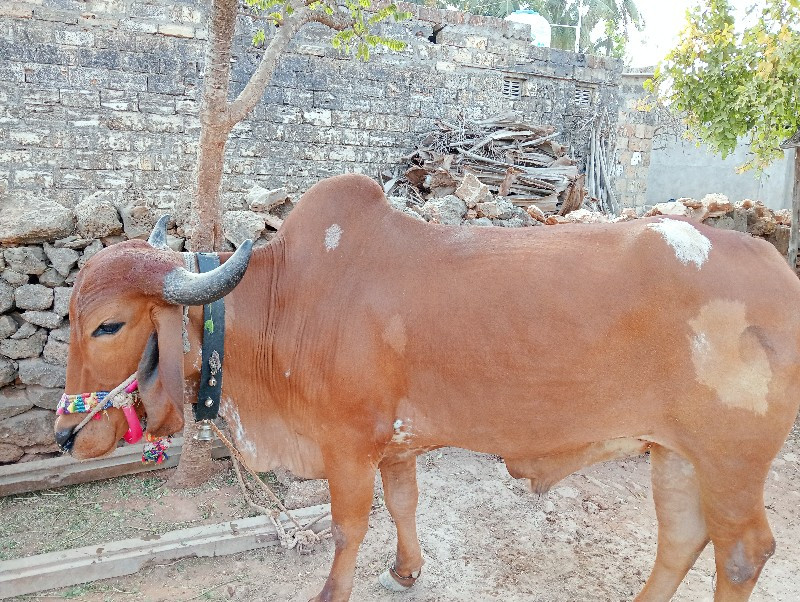 ગોઢલા વેસવા ના...