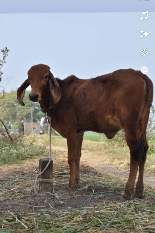 ગાય