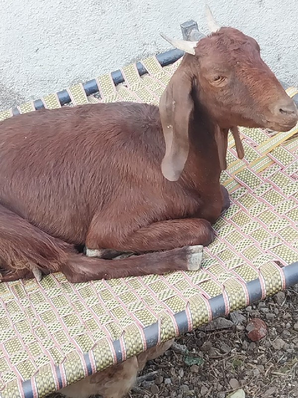 6 bakri