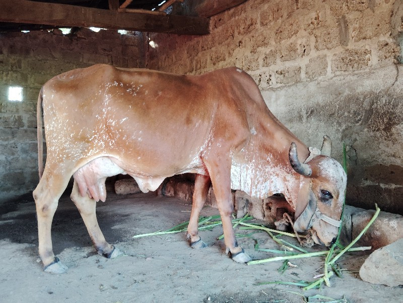 ગાય વેચવાની છે.