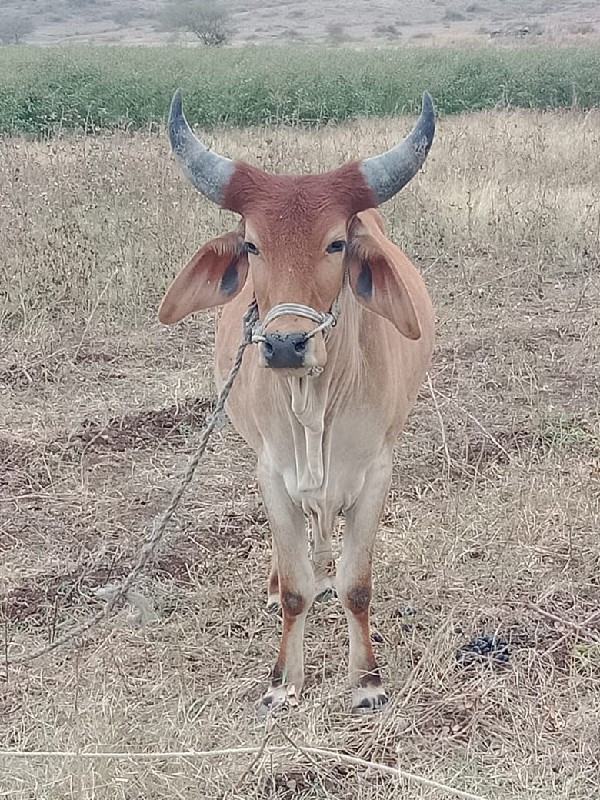 ગોધલા