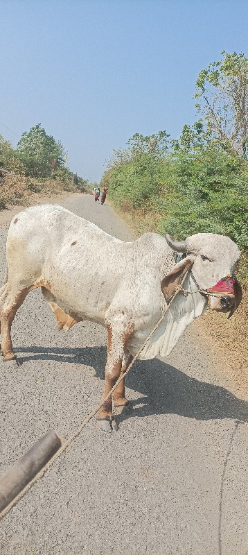 ગોઢલોવેચવાનોછે