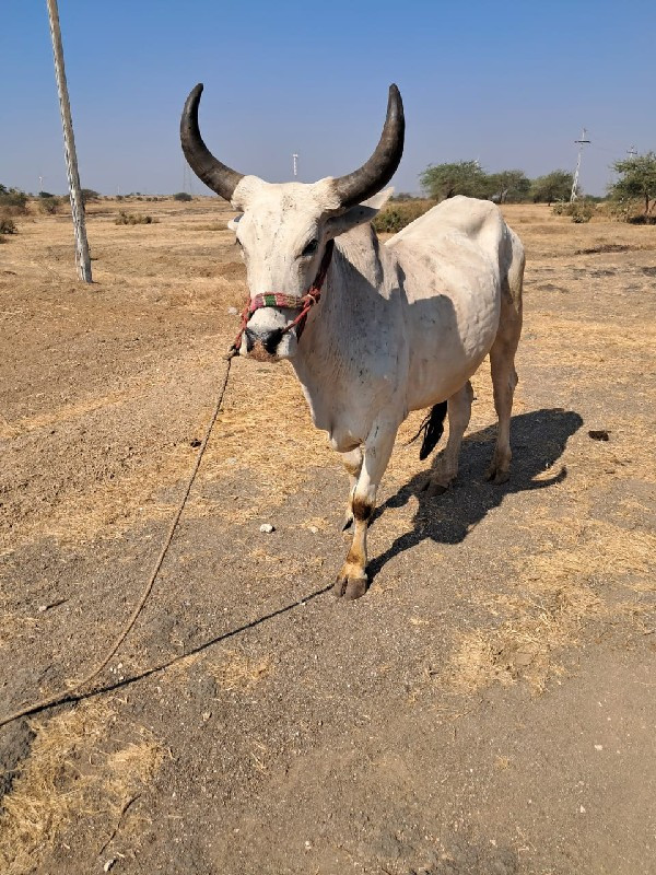 ગોઢલો વેંચવાનો...