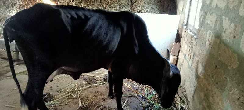 gir cow vesvani...