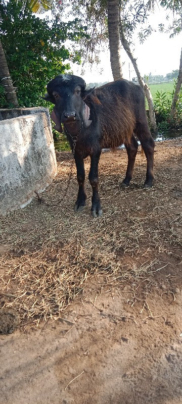 પાડી વેસવા છે