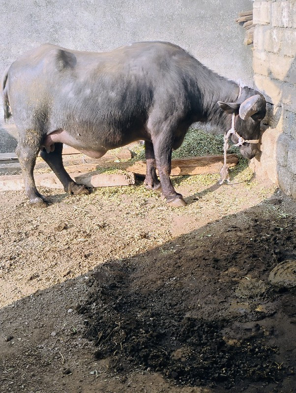 વેસવાનીછે