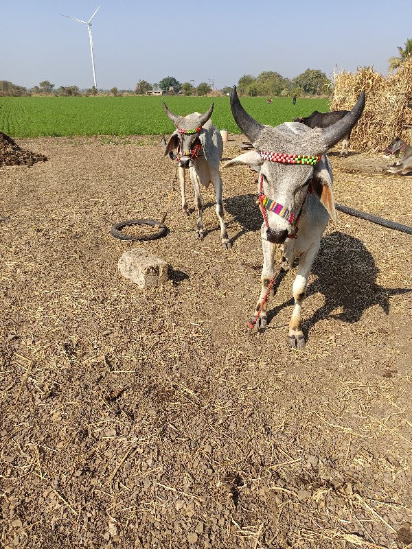 વાછડાં વેચવાના...