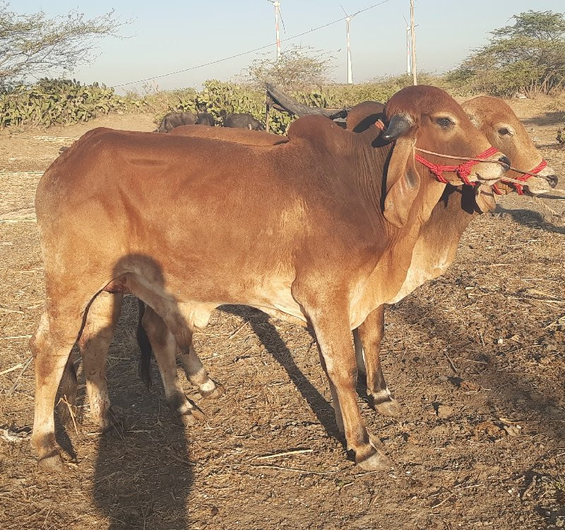 લે વેચ