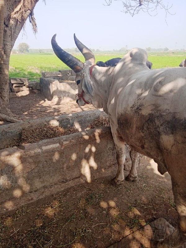 આ ગોઢલો વેચવાનો...