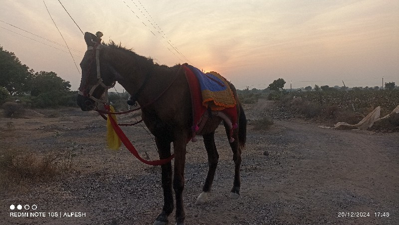 ઘોડી વેચવા ની છ...