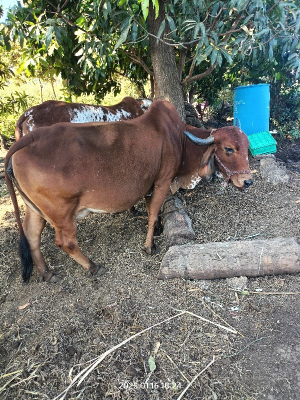 ગીર ગાય આપવા ની...