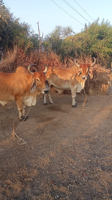 ચારવાવણી