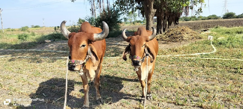 ગોઢલા