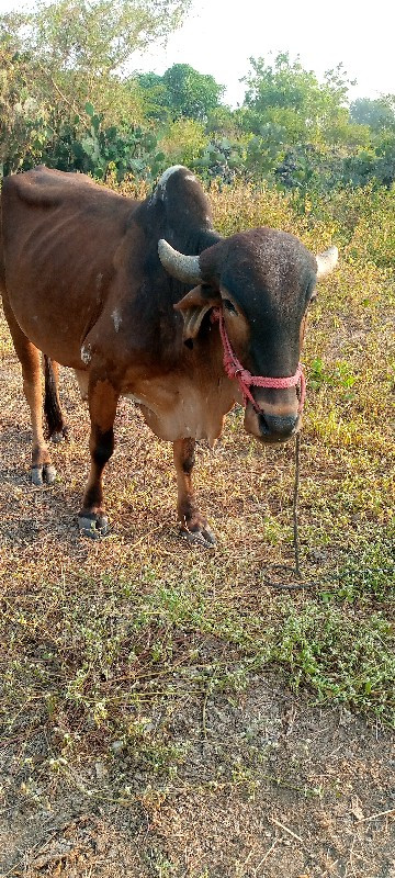 ગોડલા