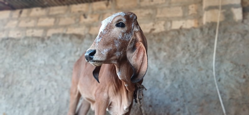 ગીર વાચડી