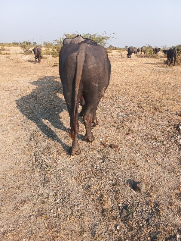 પાડો