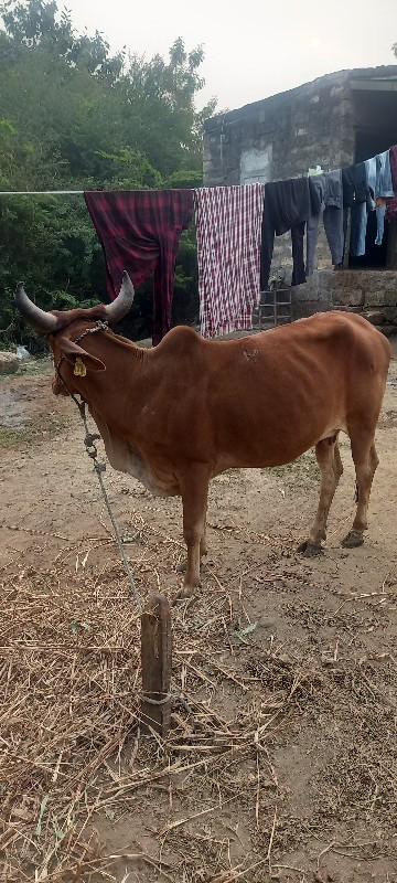 ગાય વેચવાની છે