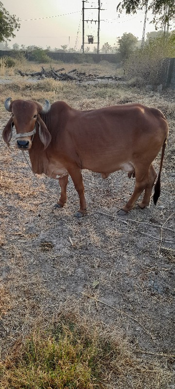 વેચવાની