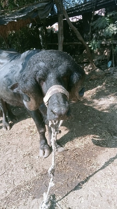 પાડો વેચવા નો છ...