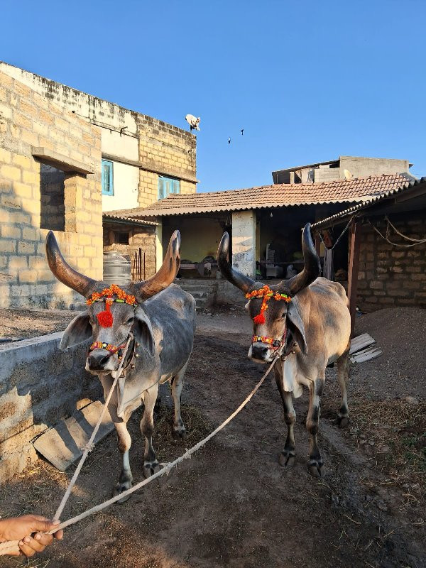 બ‌‌ળદ