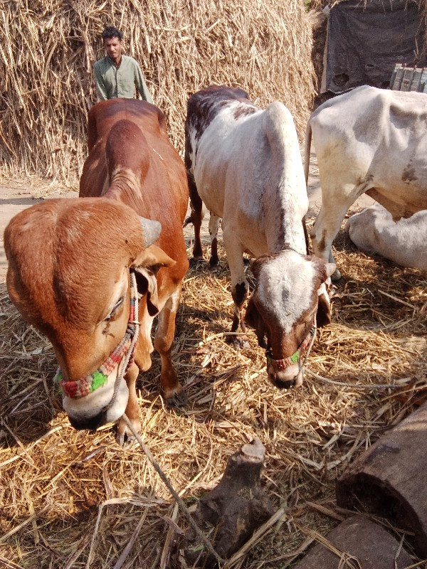 ગોધલા વેચવાના છ...