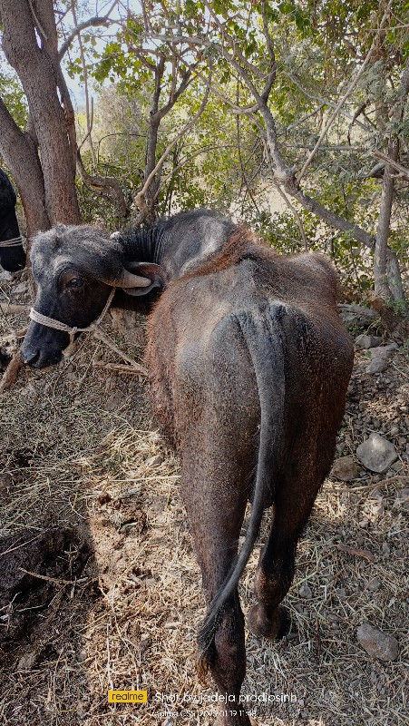 પાડો વેચવાનો છે