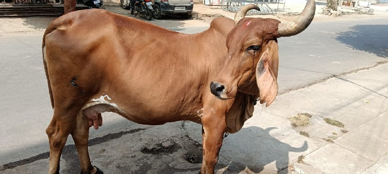 rati cow