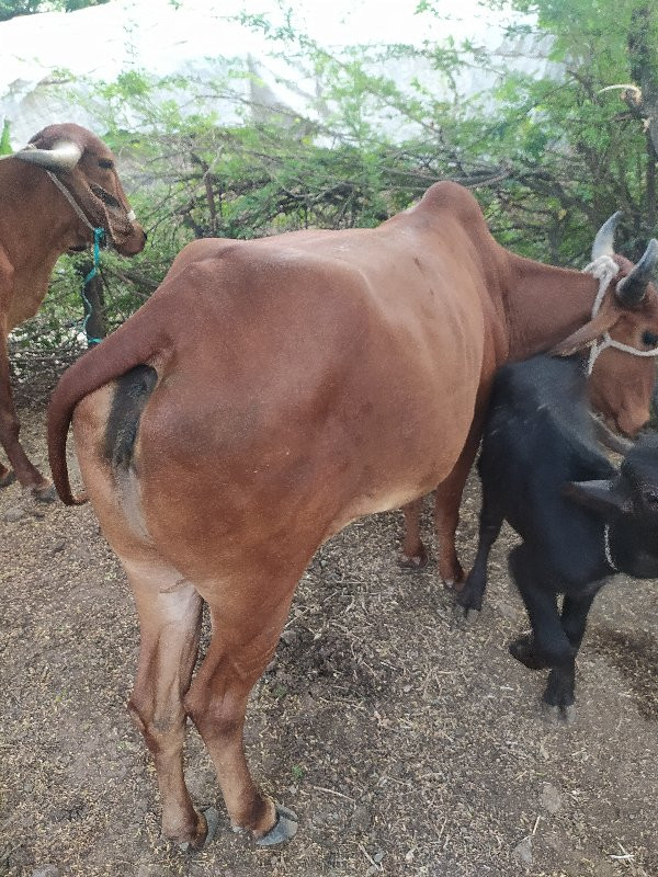 ગાય વેચવાની છે