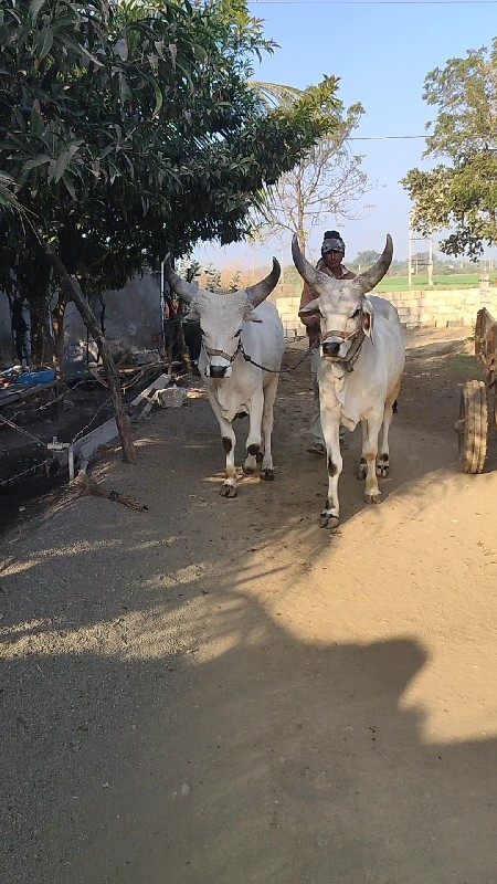 કાંકરેજ વાછરડા...