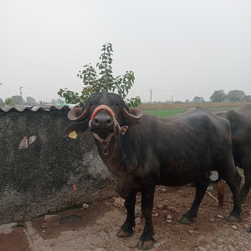 ભેંસ વેચવાની છે