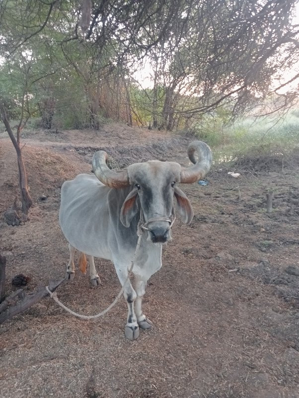 બળદ વેસવાનો સે