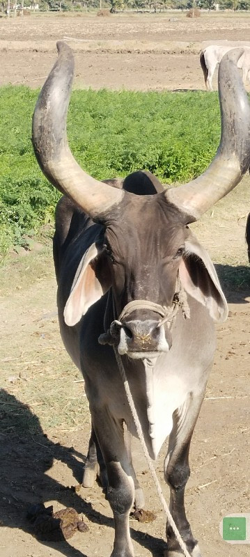 બરધ વેચવા ના છે...