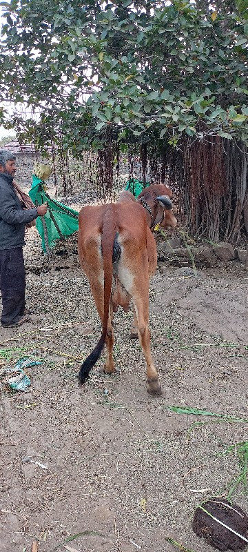 ગાય વેચવાની છે