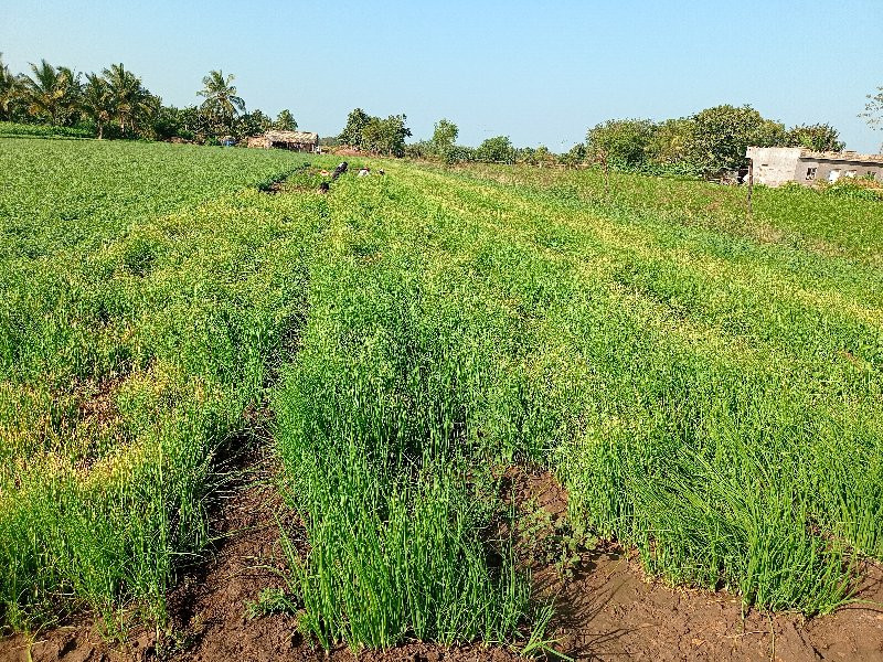 . ડુગળી  નો રોપ