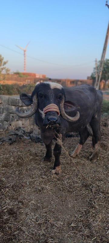 ખડેલી વેચવાની છ...