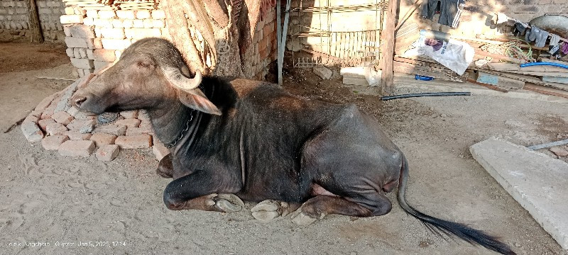 ખડાય બેસવા ની સ...