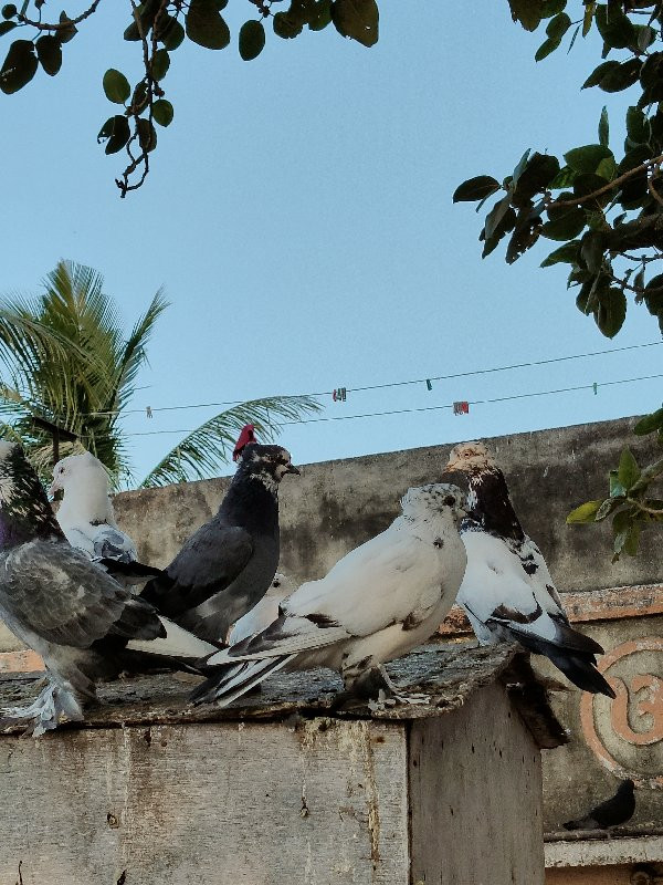 ૧૧ કબુતર વેચવાન...